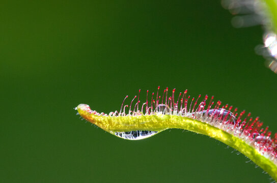 Sundews carnivorous plant,  drosera capensis close-up view, with water drops and trapped insects