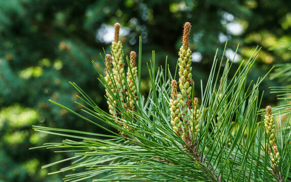 Young long shoots on pine Pinus densiflora Umbraculifera with evergreens background. Sunny day in spring garden. Nature concept for design. Selective focus