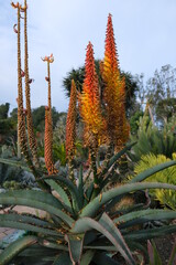Aloe africana in Bloom - Photo of specimen plant for in garden landscape