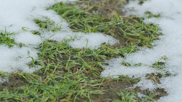 Field of winter wheat under the snow. Agriculture seasons background. Time lapse.