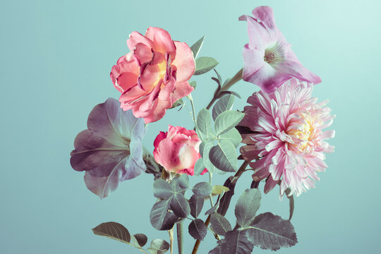 pink flowers on a turquoise background, aster roses and pitunia close-up, studio shot.