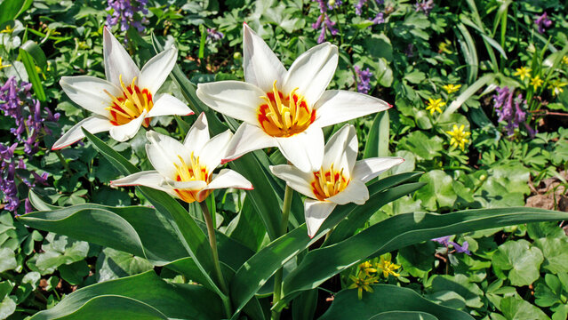 Tulipa kaufmanniana on the lawns in the Apothecary Garden