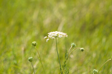 Closeup of wild carrot white flower with selective focus on foreground