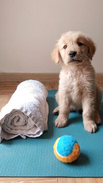 Puppy Golden Retriever