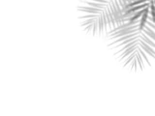 Botanic shadows overlay, Photoshop overlay, Plant tree flower Shadow, light casts, light effect, png