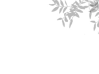Botanic shadows overlay, Photoshop overlay, Plant tree flower Shadow, light casts, light effect, png