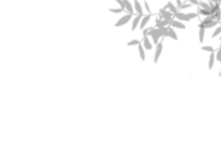 Botanic shadows overlay, Photoshop overlay, Plant tree flower Shadow, light casts, light effect, png
