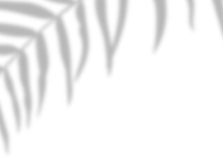 Botanic shadows overlay, Photoshop overlay, Plant tree flower Shadow, light casts, light effect, png