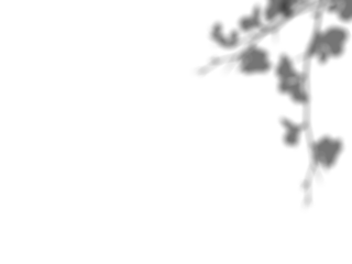 Botanic shadows overlay, Photoshop overlay, Plant tree flower Shadow, light casts, light effect, png