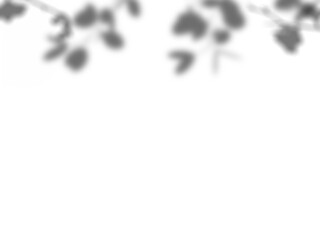 Botanic shadows overlay, Photoshop overlay, Plant tree flower Shadow, light casts, light effect, png