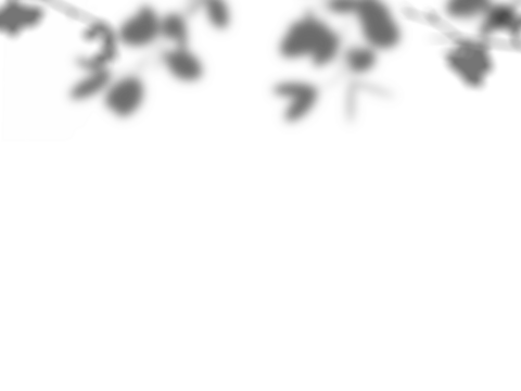 Botanic shadows overlay, Photoshop overlay, Plant tree flower Shadow, light casts, light effect, png