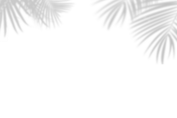 Botanic shadows overlay, Photoshop overlay, Plant tree flower Shadow, light casts, light effect, png