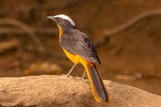 White-crowned robin-chat - Cossypha albicapilla - perched with brown background. Photo from Janjabureh Province in the Gambia.