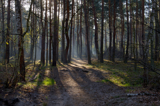 forest in the morning