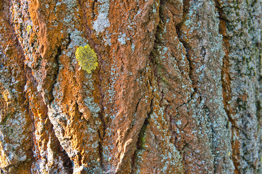 bark of a tree