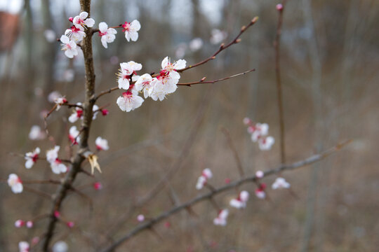 cherry blossom