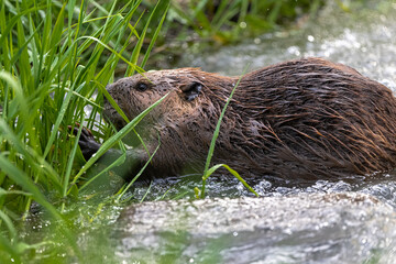 North American Beaver (Castor canadensis) Feeding on Grass