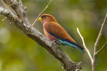 Broad-billed roller - Eurystomus glaucurus - perched with dark green background. Photo from Janjabureh Province in the Gambia.