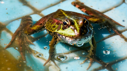frog in the water