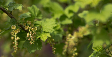 Flowering bush of red currant with green leaves in the garden. Green flowers in the garden. Unripe berries of a currant close-up.