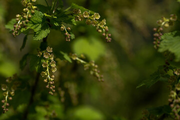 Fototapeta na wymiar Flowering bush of red currant with green leaves in the garden. Green flowers in the garden. Unripe berries of a currant close-up.