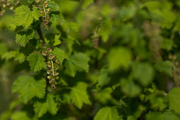 Fototapeta na wymiar Flowering bush of red currant with green leaves in the garden. Green flowers in the garden. Unripe berries of a currant close-up.