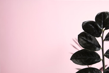 Close-up image of a Zamioculcas black raven houseplant sheet against a pink wall. Biophilic cute Scandinavian interior design