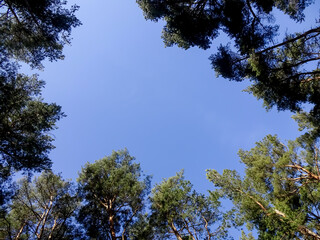 Bottom up view of trees (spruces) towards blue clear sky in the spring. Backdrop or background. Pirita, Tallinn, Estonia. April 2022