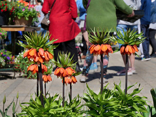 The Crown Imperial is a member of the fritillaria group of the lily family, an unusual flower that...