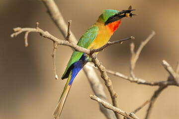 Colorful red-throated bee-eater - Merops bulocki - perched with wasp in beak with dark yellow background. Picture from Janjabureh in the Gambia.