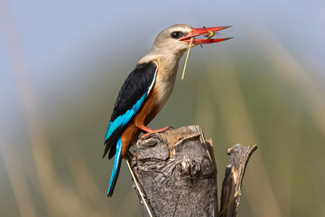 Colorful grey-headed kingfisher - Halcyon leucocephala - sitting on stump with the grasshopper in beak. Picture from Janjabureh in the Gambia. - obrazy, fototapety, plakaty