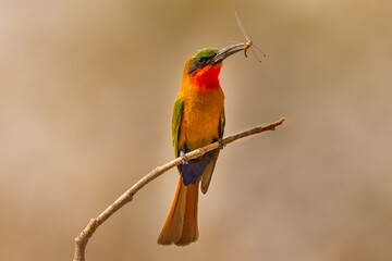 Colorful red-throated bee-eater - Merops bulocki - perched with dragonfly in beak with dark yellow background. Picture from Janjabureh in the Gambia.