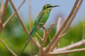 Colorful blue-cheeked bee-eater - Merops persicus - perched. Picture from Bissago Islands in Guinea Bissau.