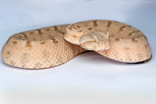 False Horned Viper or Persian horned viper (Pseudocerastes persicus) is a species of venomous vipers endemic to the Middle East and Asia