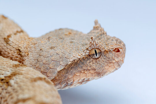 False Horned Viper or Persian horned viper (Pseudocerastes persicus) is a species of venomous vipers endemic to the Middle East and Asia