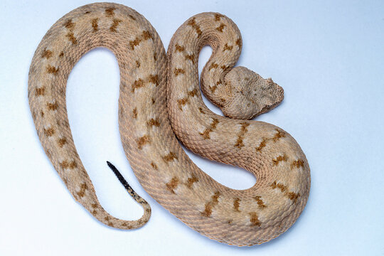 False Horned Viper or Persian horned viper (Pseudocerastes persicus) is a species of venomous vipers endemic to the Middle East and Asia