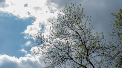 Young vibrant green leaves on stormy sky background. The first spring tender leaves, buds and branches.