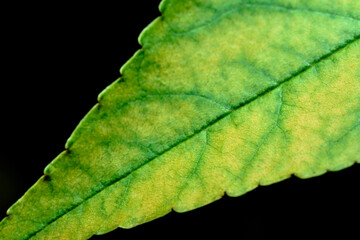 green leaf macro