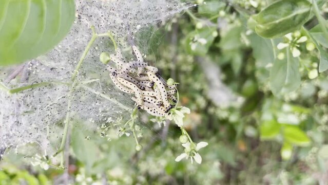 Die Raupen der Pfaffenh&uuml;tchen Gespinstmotte.