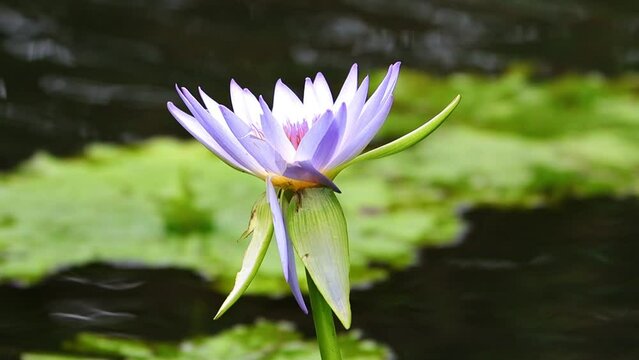 lovely purple water lilli swatting in the wind in a Sydney Park Pond NSW Australia water Lilly
