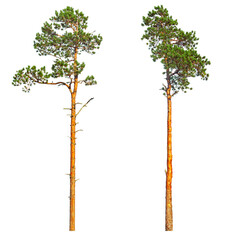 Tall pine trees isolated on white background.