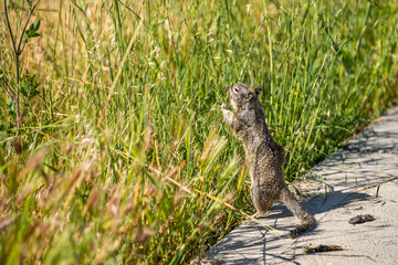 California Ground Squirrel (Spermophilus beecheyi) stands on its hind legs and eats grass.