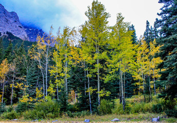 Fall colours in all their splender along the Bow Valley Parkway. Banff National Park, Alberta,...