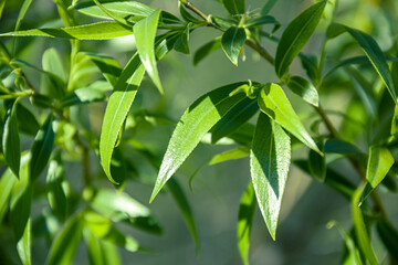 Willow leaves are illuminated by sunlight. Photo of nature.