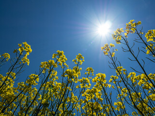 菜の花と晴れた空2