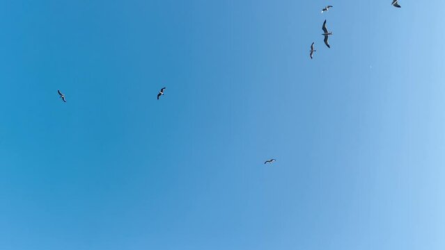 Seagulls fly in the blue cloudless sky. Sea cormorants soar high in the sky in search of food. Beautiful 4K video on the marine theme.