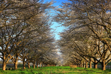 Fototapeta premium 岩手県奥州市 春の桜並木