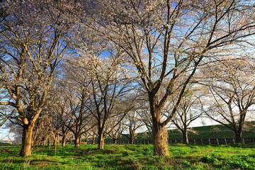 岩手県奥州市　春の桜並木