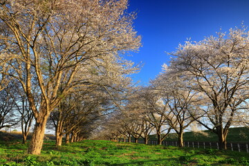 岩手県奥州市　春の桜並木