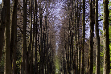 sunny morning in spring park with bare trees